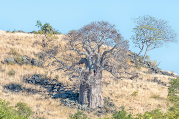 Baobab tree, Adansonia digitata, on the slope of a hill