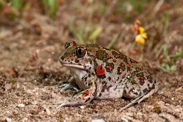 Balkan-Schaufelkröte / Syrische Schaufelkröte (Pelobates balcanicus), Griechenland - Balkan...