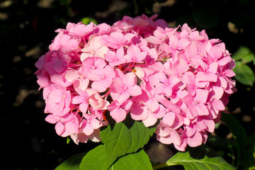 hydrangea flowers on green background