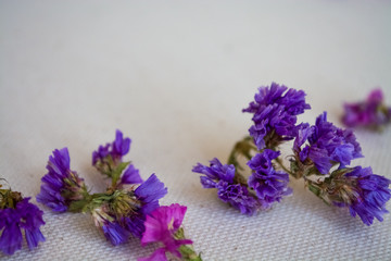 On white background of cotton lie small and multicolored field flowers. Purple and blue.