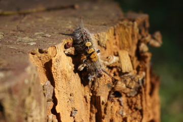 Hairy caterpillar(หนอนคัน)