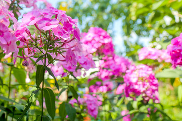 Phlox flowers on a green background