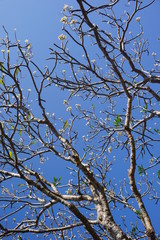 branches of a tree against blue sky