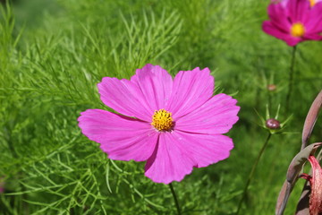 Obraz premium Flowers