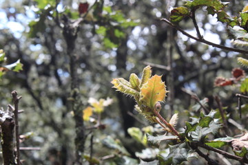 Dew on plants after rain