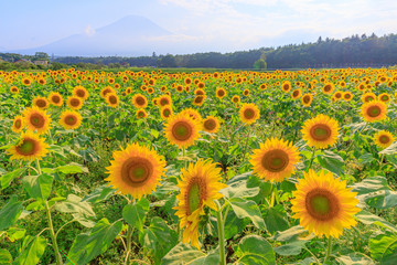 山梨県　向日葵