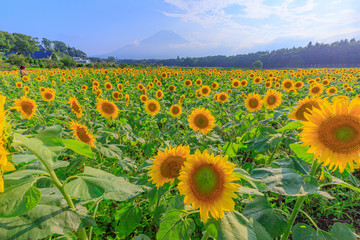 Naklejka premium 山梨県 向日葵