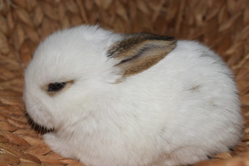 Minihase
