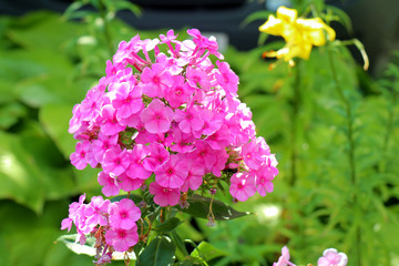 Phlox flowers on a green background
