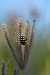 coccinelle jaune et noir