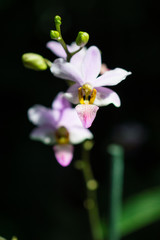 Pink orchid