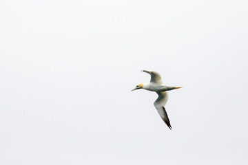Fou de Bassan, Oiseau des Iles Féroé