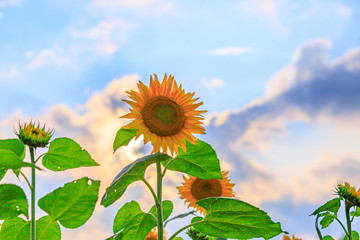 山梨県　向日葵