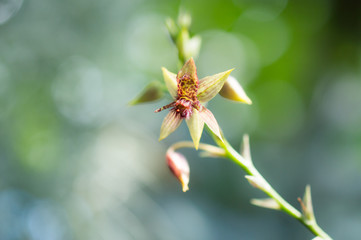Green-brown orchid