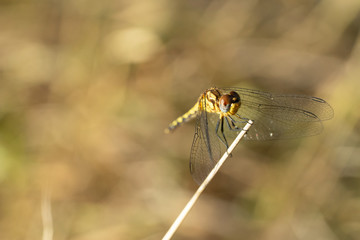 libellule