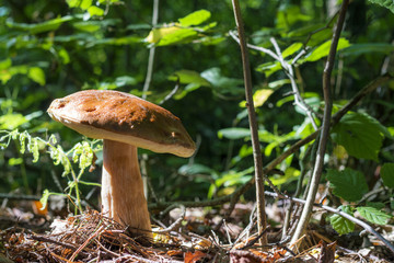 big cep mushroom in sunny wood