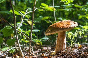 big mushroom grows in sunny wood