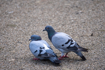 pigeons in the park
