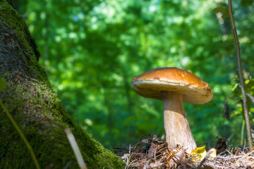 big white mushroom grows