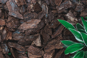 Natural background from brown pieces of wood chips from pine bark for gardening or natural themes. In the right corner are green leaves. Mulch for flowers and garden decor. Copy space
