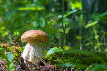 white mushroom in sunny wood