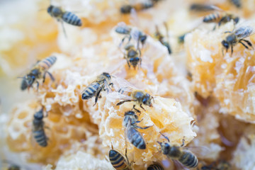 Sliced home-made honeycomb