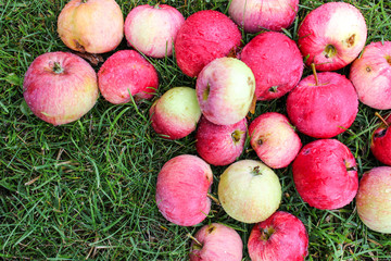 Juicy, bright apples on the dacha
