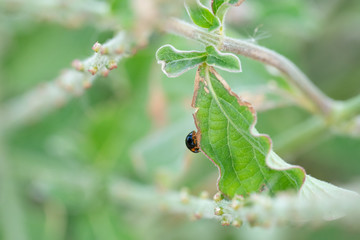 coccinelle sur feuille