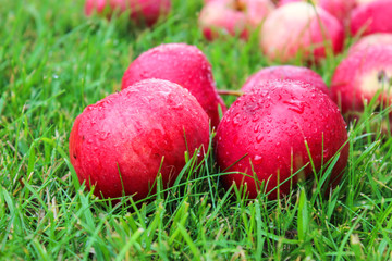 Juicy, bright apples on the dacha