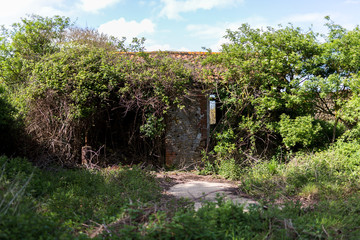 A derelict barn building that has been reclaimed by nature. Found in rural countryside