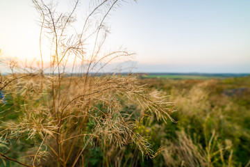 Fototapeta premium Dry wild flowers in sunlight rays on sunny meadow. Morning abstract background with field dry grass. Dry herbs on blurred background