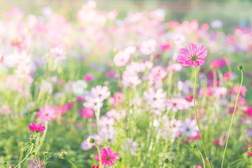 Soft, selective focus of Cosmos, blurry flower for background, colorful plants