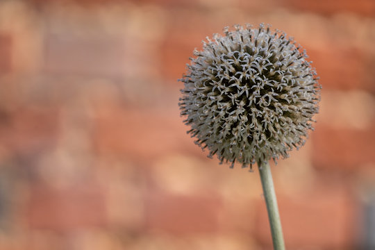 thistle on a background of red brick