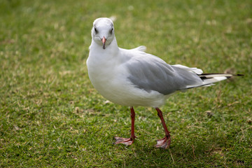 seagull on grass