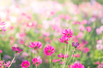 Soft, selective focus of Cosmos, blurry flower for background, colorful plants
