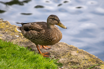 mallard duck