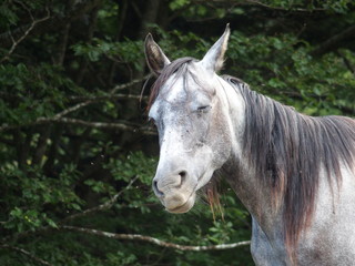 Obraz premium Cheval faisant une grimace en photo