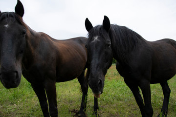 horse and foal