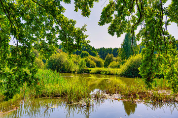 River bank in the forest in summer in the sunlight on an excellent summer day.