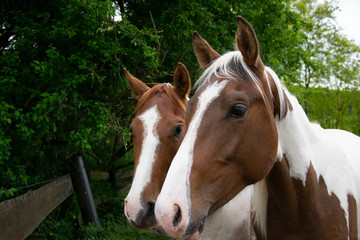 Obraz premium portrait of a horse