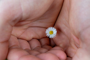 Closeup of hands holding and protecting a little white daisy flower. Charity, ecology, climate change and nature awareness concept.