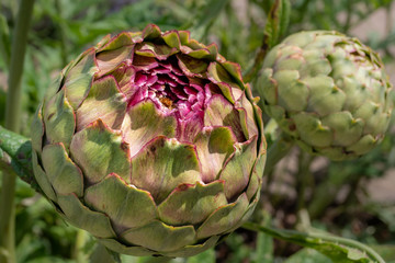 Fototapeta premium Closeup a green artichoke bud with a purple center growing in the summer garden.