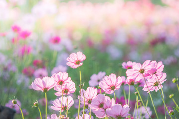 Obraz premium Soft, selective focus of Cosmos, blurry flower for background, colorful plants