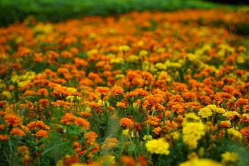 Beautifully blooming orange and yellow flower field in the park