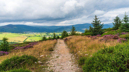 Fototapeta premium Path through a beautiful summer hill landscape covered in fir trees, tall grass and purple wildflowers. Irish mountains countryside scene.