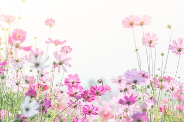 Fototapeten Soft, selective focus of Cosmos, blurry flower for background, colorful plants © YuiYuize