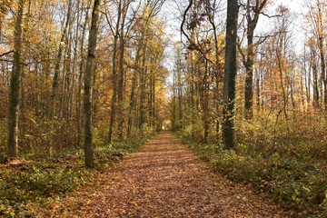 road in the forest