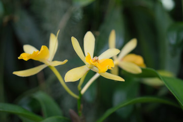 Yellow orchid