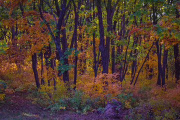 Autumn forest, trees.