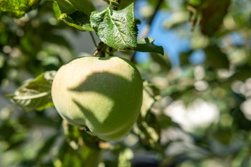 Apfel am Apfelbaum